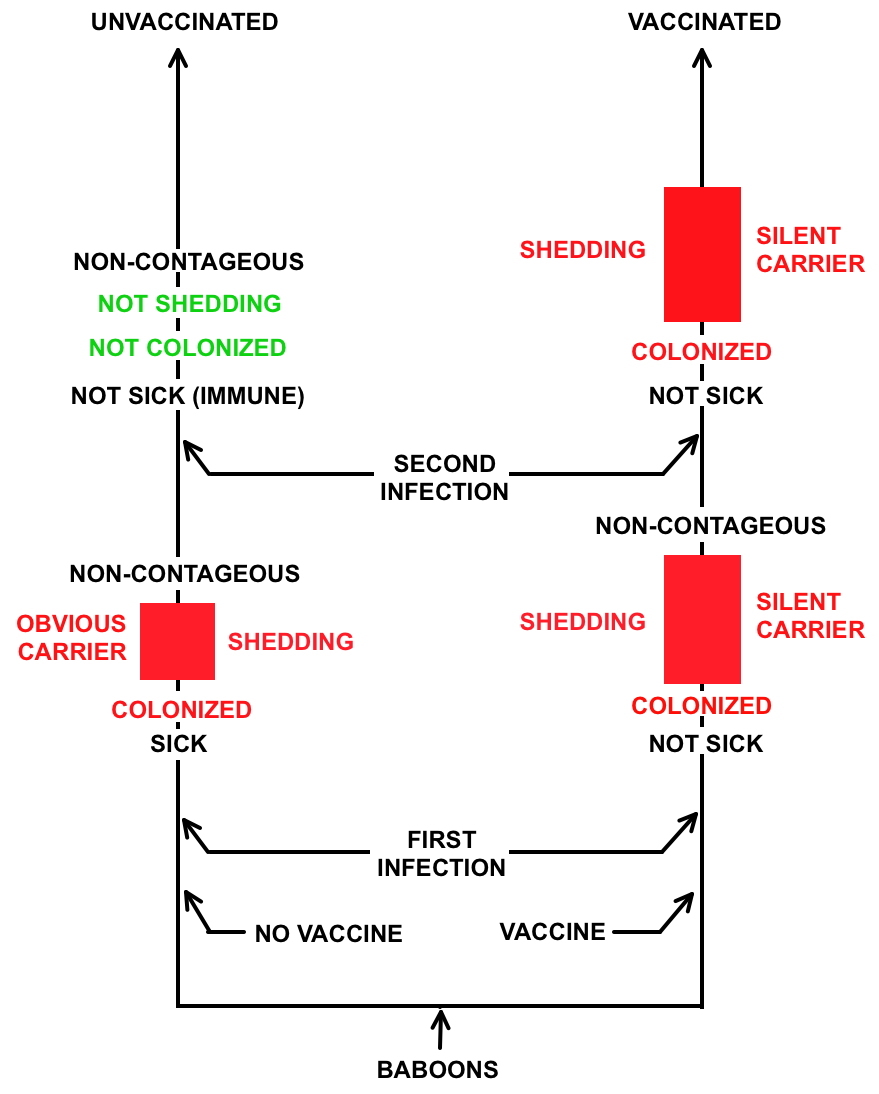 Baboon pertussis vaccine study diagram