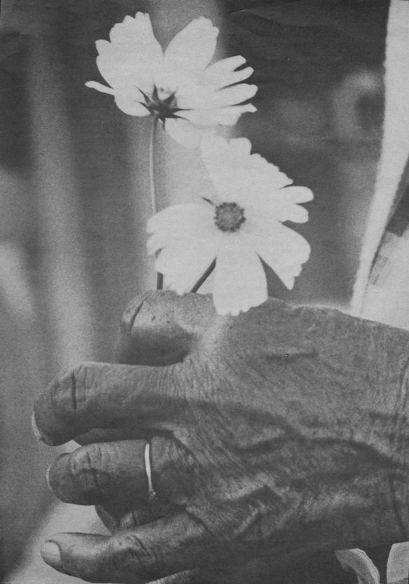 full-page: hand holding two flowers